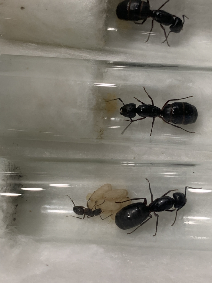 Camponotus vagus.  ,  , 