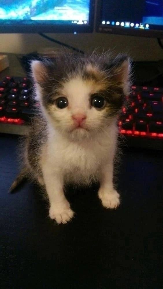      ? ,  ,  , 