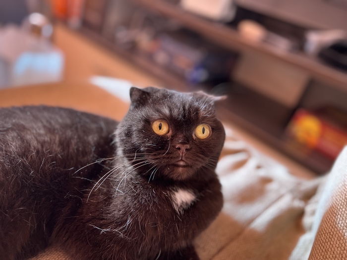 Шикарная кошка Буся