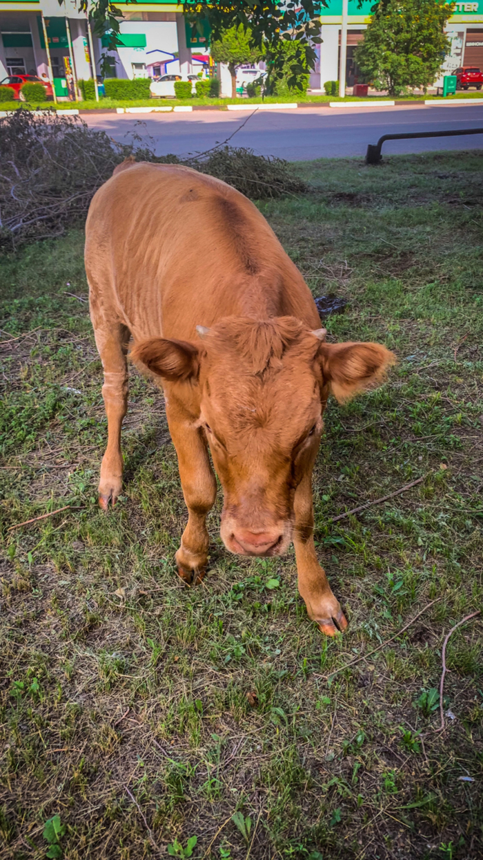 Ух, забодаю!