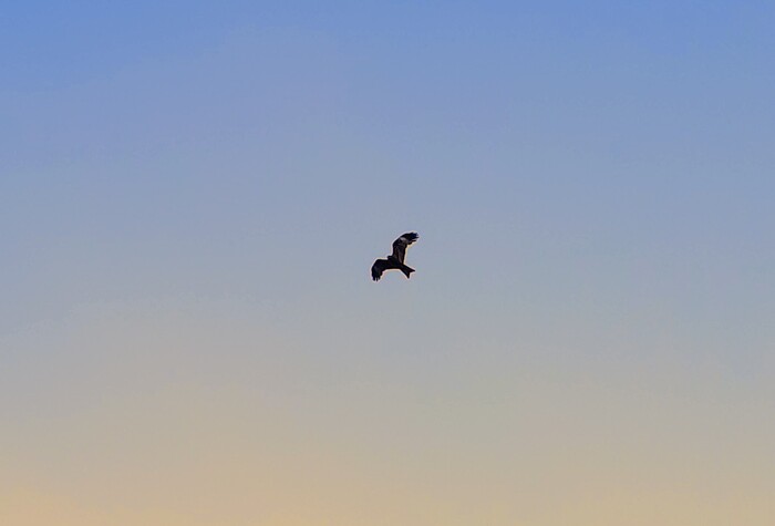Коршун взмывает