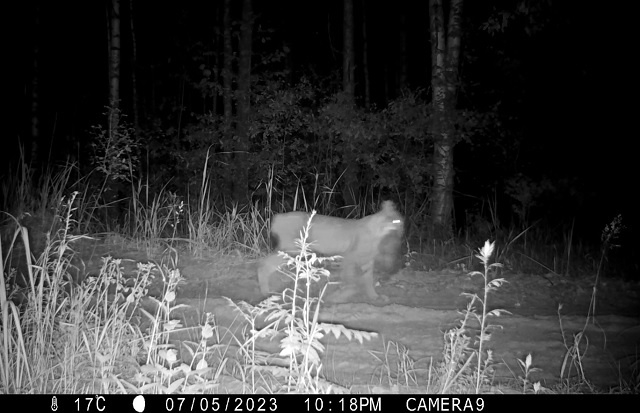 Своя ноша не тянет