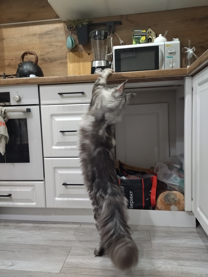 Еда где?! Кот, Мейн-кун, Милота, Длиннопост, Домашние животные, Мобильная фотография