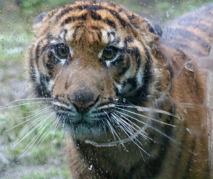 Хозяин, пусти домой! Тут холодно и мокро...