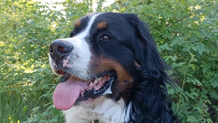 Бернский зенненхунд