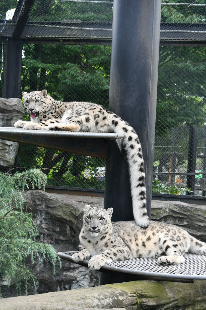 Тсахейлу ^_^