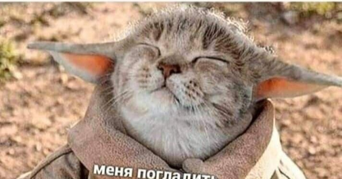 Котойода | Пикабу