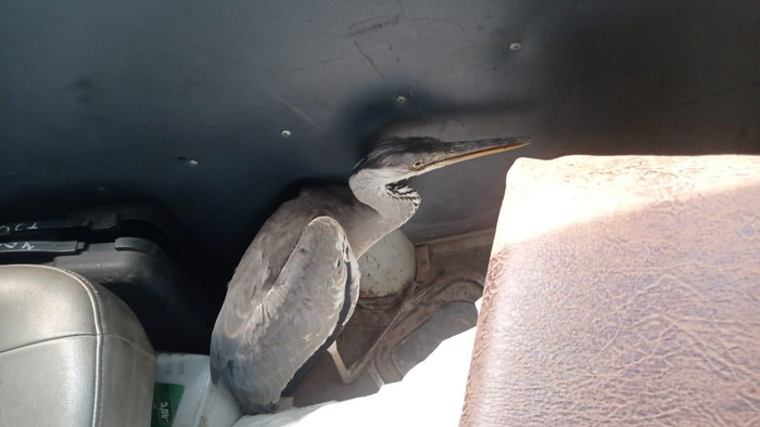 Хорошо хоть ума хватает медвежат не спасать