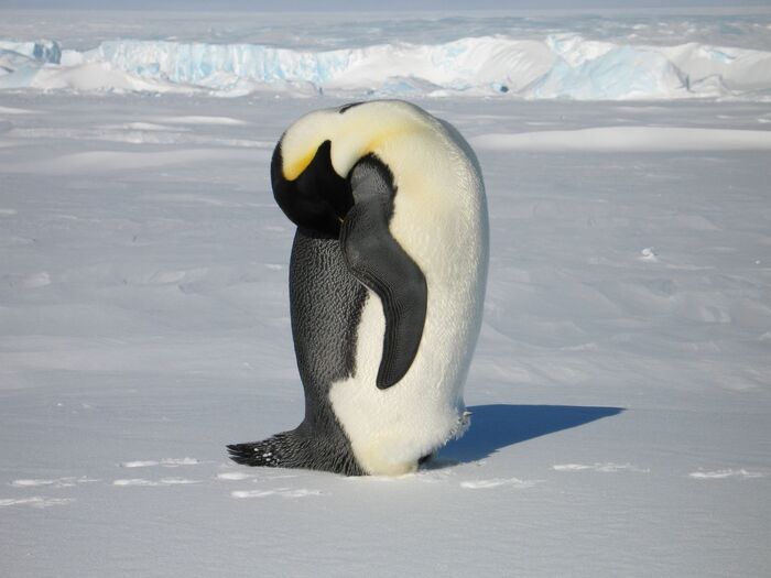 Спящий императорский пингвин