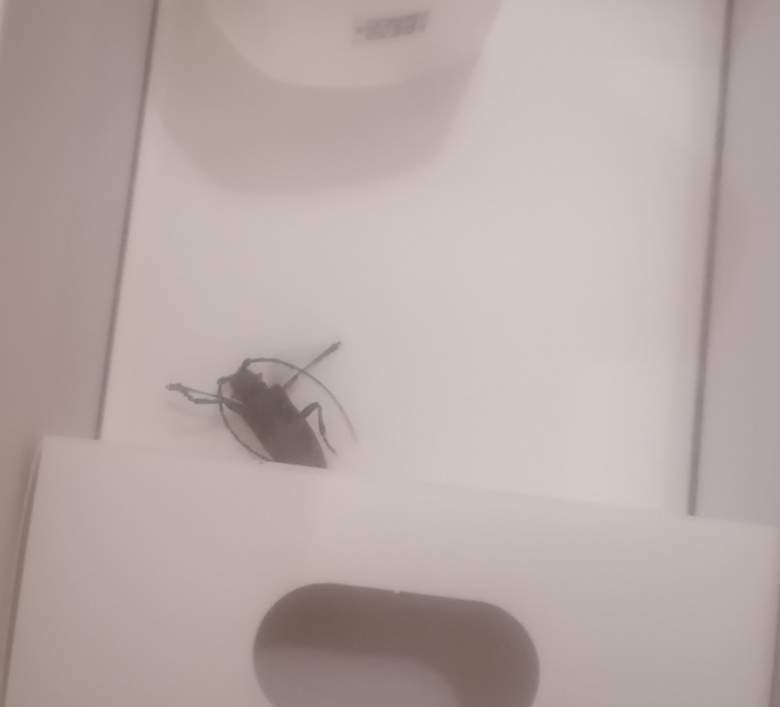 Что это за жук такой?