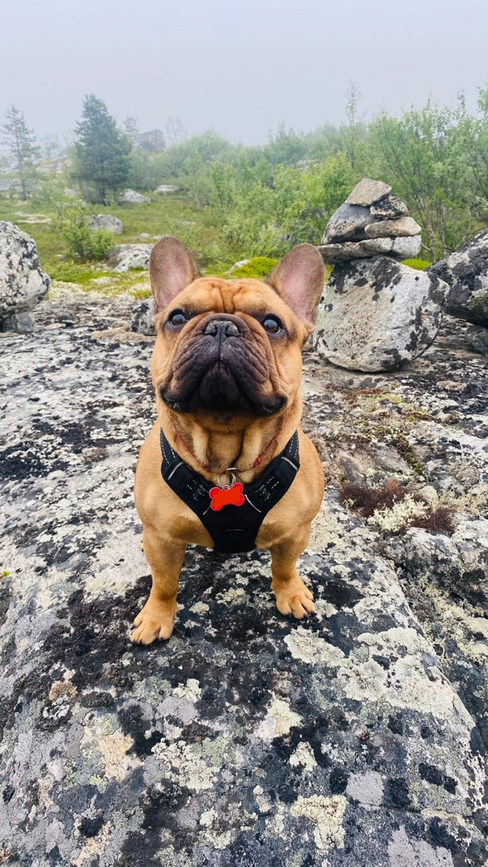 Крик души к РЖД