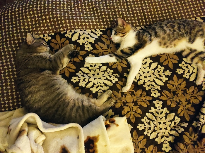 Когда друг зовёт гулять а ты хочешь поспать