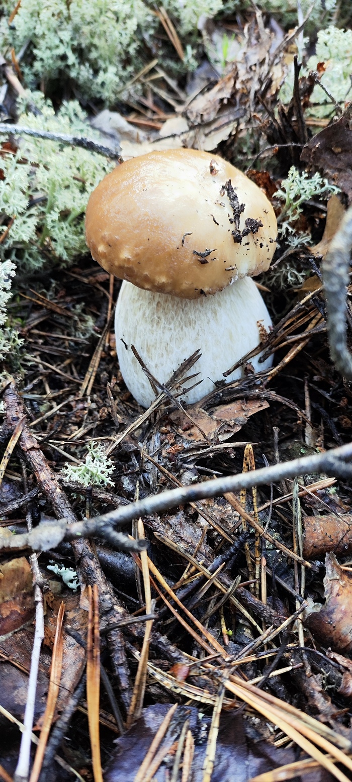 Что за агония?