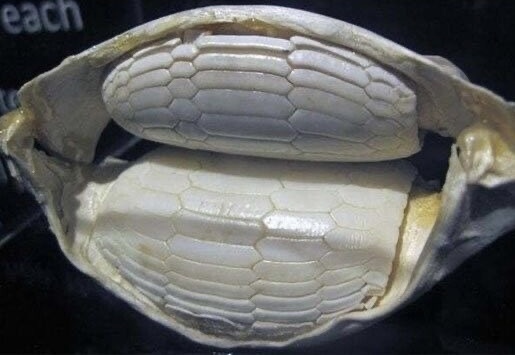 Как выглядят зубы морского ската