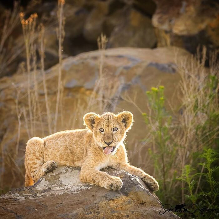 Игривое настроение