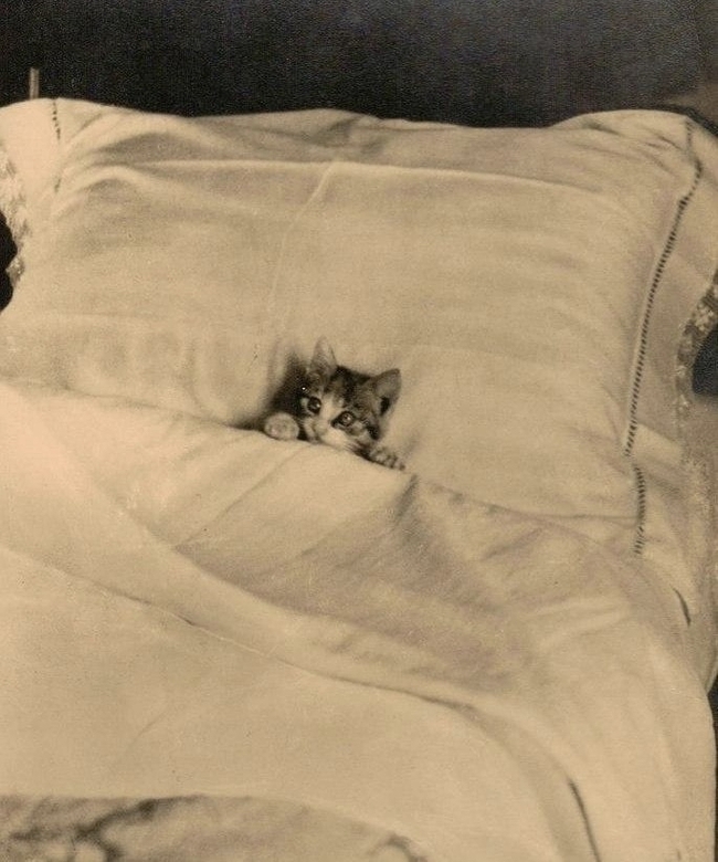 Котенок в кровати. 1900-е Кот, Фотография, 1900, Прошлый век, Историческое фото