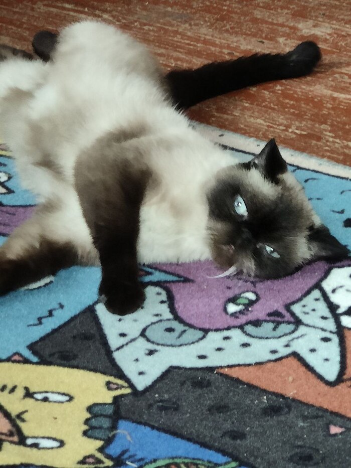 Продолжение поста «Ищу дом котику персику. Его отдали на Авито в очень ...