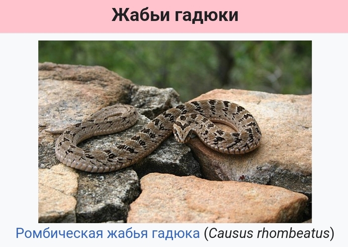 Это среда мои чуваки