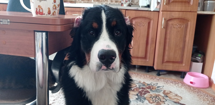 Мама, я похож на алабая?