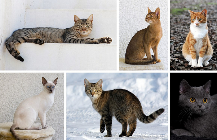 Удивительные факты о котах!