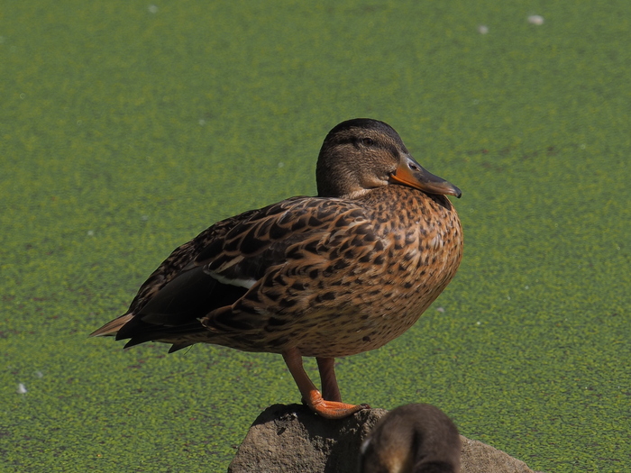 Дендрапарк екб | Пикабу