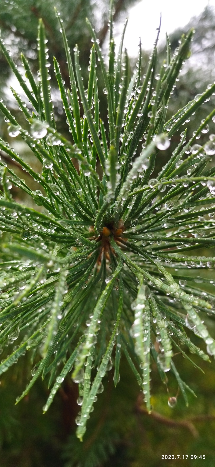 После дождя