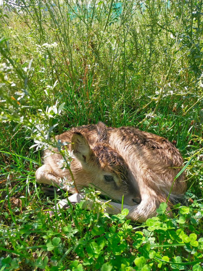 Пополнение в Казанском зооботаническом саду