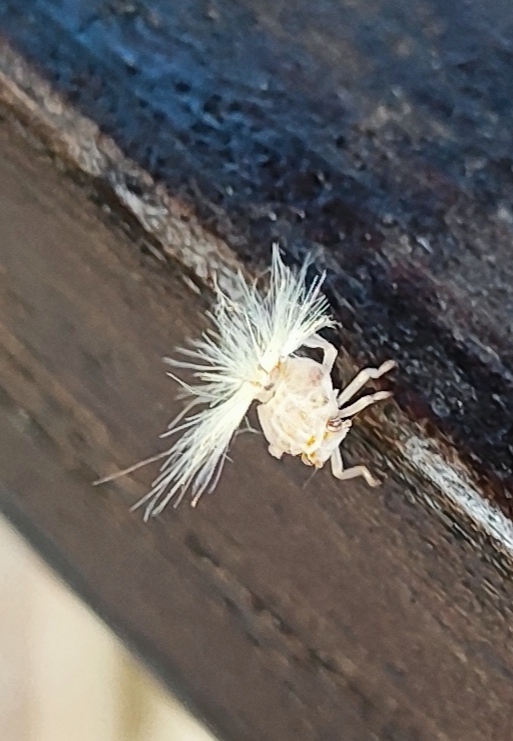 Үлкен сиськи және сиськи, кеуде арасындағы әтеш