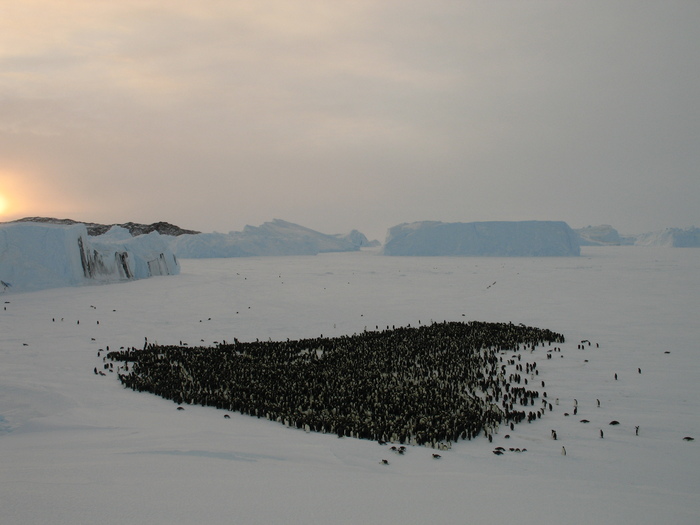 К предыдущему посту. Колония императорских пингвинов. Июль или август, уже не помню