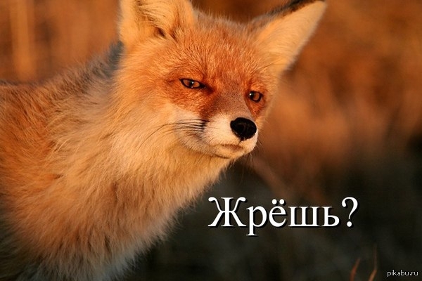 Ночной дожор