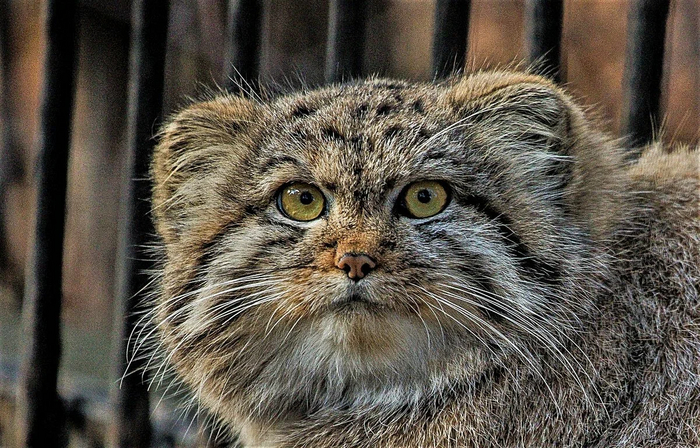 Чужой смотрит прямо в душу фото