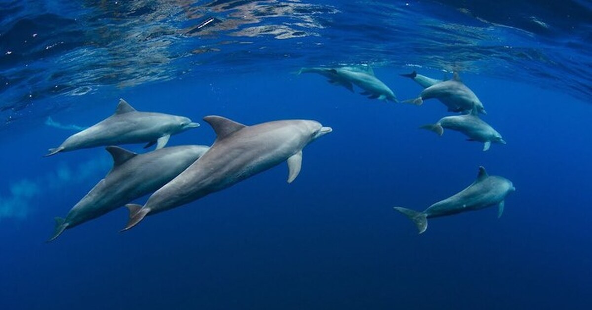 Дельфины живут в море. Индийский океан Дельфин. Дельфины в индийском океане. Дельфин-Афалина Тенерифе. Дельфин в море.