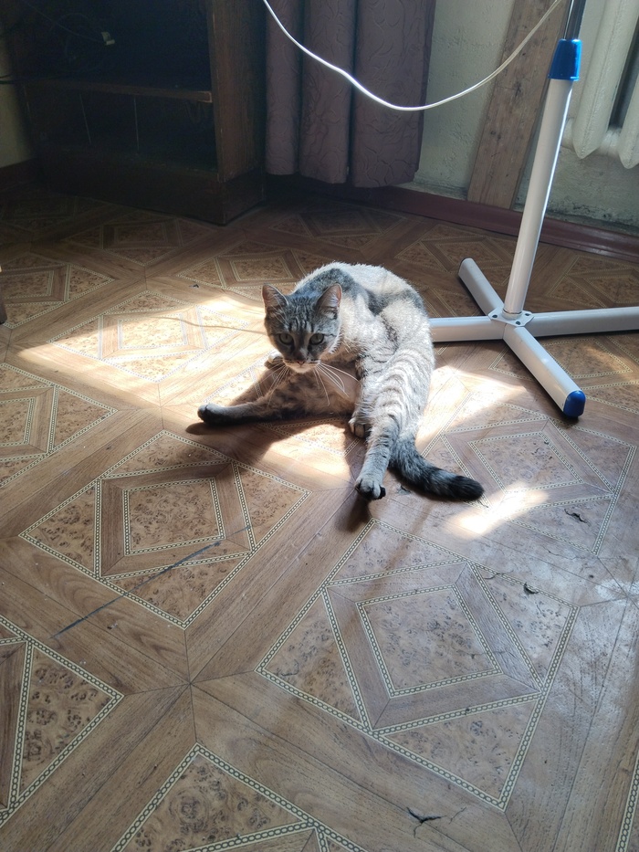 Ответ на пост «Кошачий контроль»