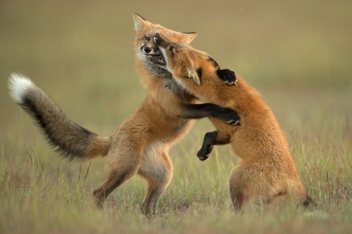 Игривой Варваре нос покусали