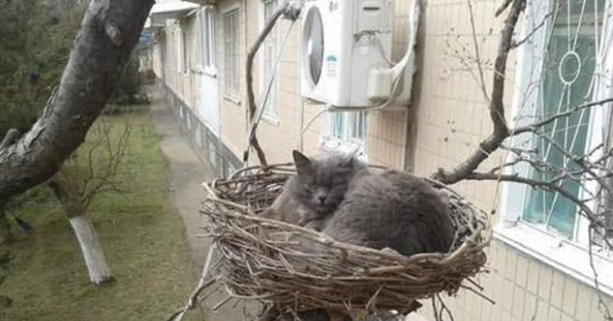 Кот в гнезде | Пикабу
