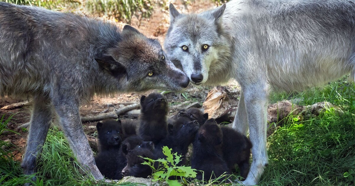 Сколько лет живут волки. Волк волчица Волчонок семья. Волчье Логово (волчица с волчатами) в. Горбатов. Волк, волчица,семья Волков. Волк с волчатами.