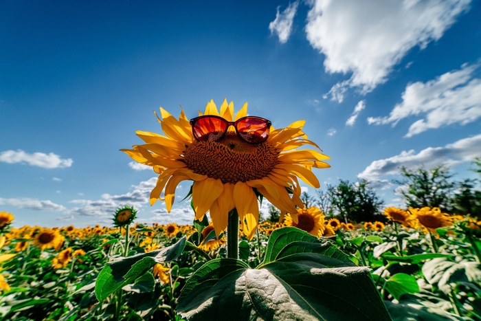 ������, ������!