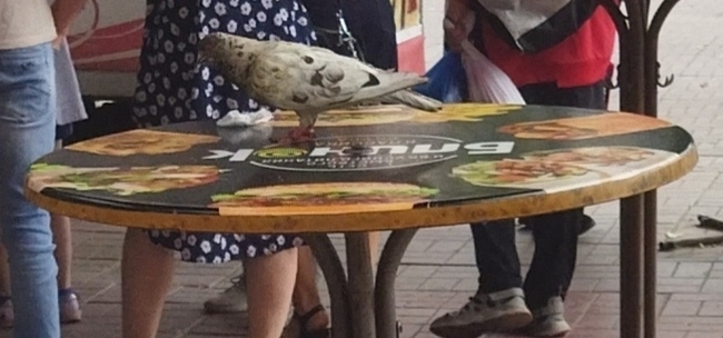 Пернатый посетитель