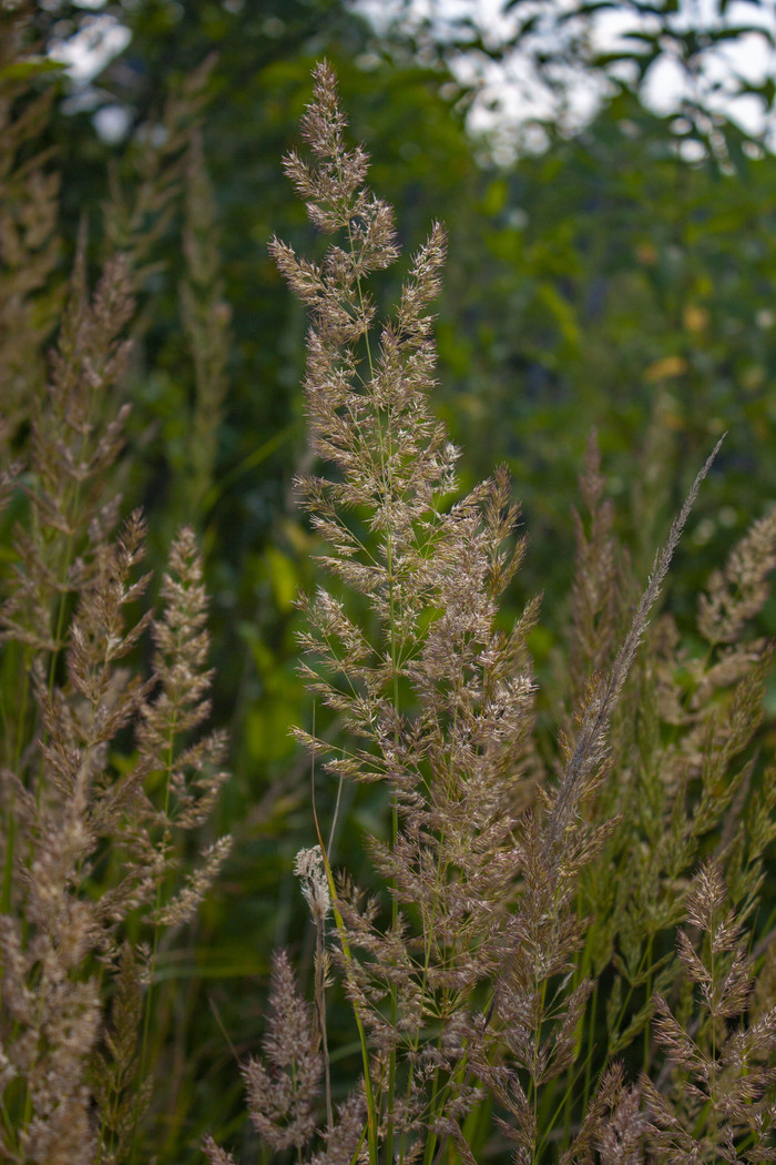 Canon 450d kit 18-55 | Пикабу