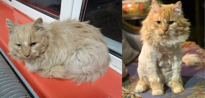   -   ,         (    ,   )