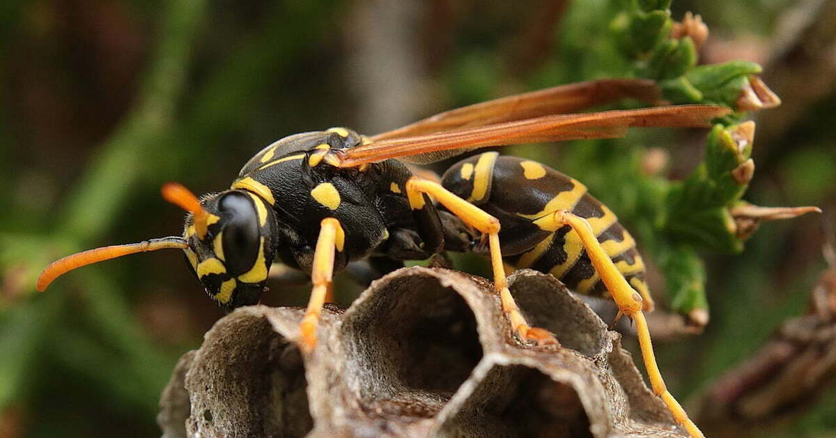 Покажи фото осы. Оса Эвмена и ее гнездо. Оса Полибия. Wasp Оса. Осы Рой.