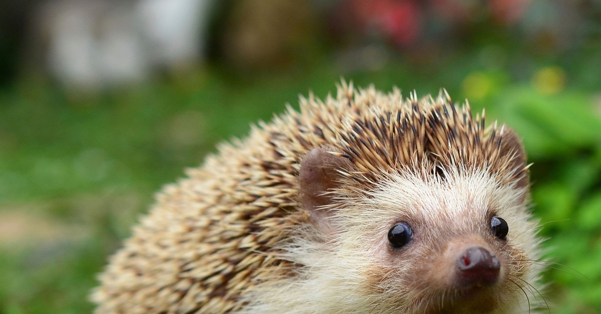 Ежик на немецком. Ёжик на немецком языке. Ёжик по английскому. Еж марутаро. Ежиная мордочка.
