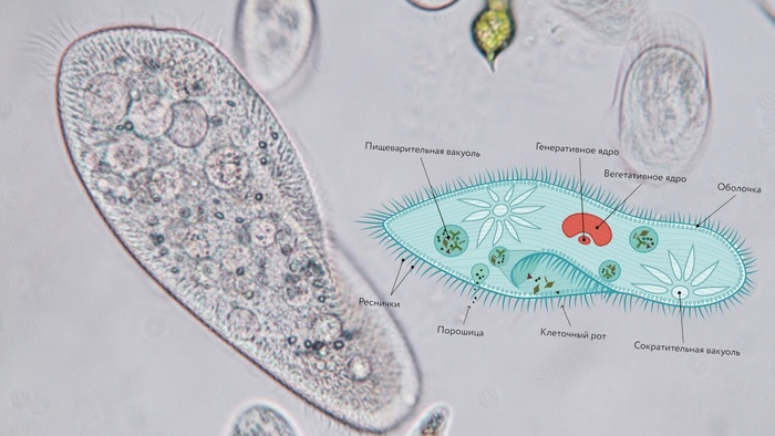 Инфузория Туфелька под микроскопом