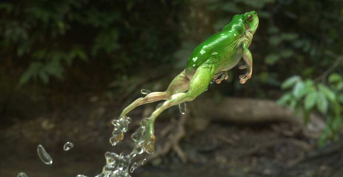 Включи видео frog. Лягушка в прыжке. Лягушка прыгает. Жаба в прыжке. Жаба прыгает.