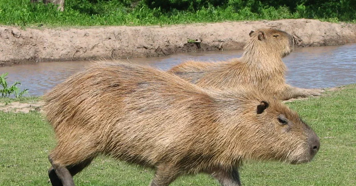 Capybara отзывы