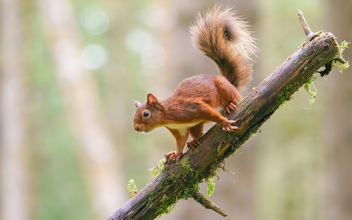 Белочка пришла