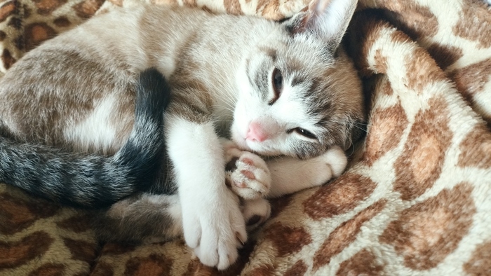 ������ ��� �� �������