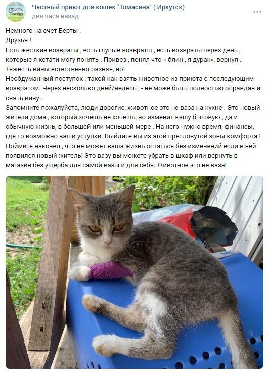 Томасина приют для кошек