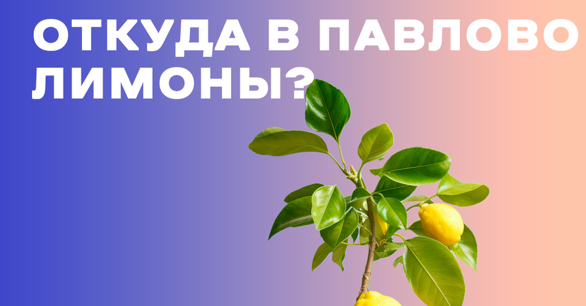Откуда в Павлово лимоны? | Пикабу