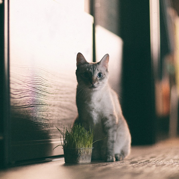 Пс... у тебя есть трава?